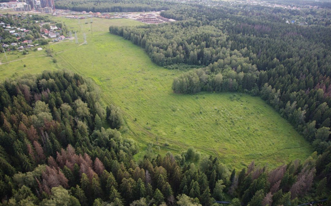 The Forest Park