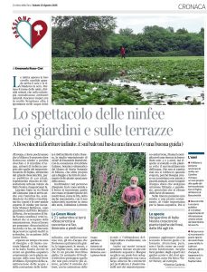 Lo spettacolo delle ninfee nei giardini e sulle terrazze – Corriere della Sera