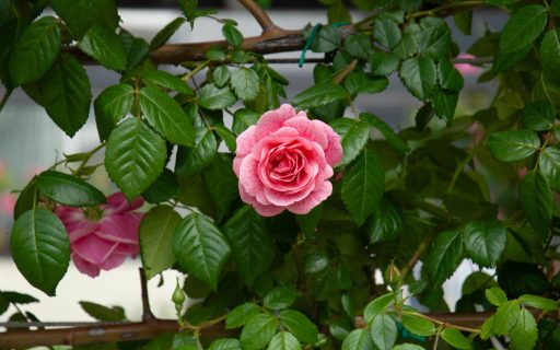La Botanica di BAM: quando i fiori “parlavano”