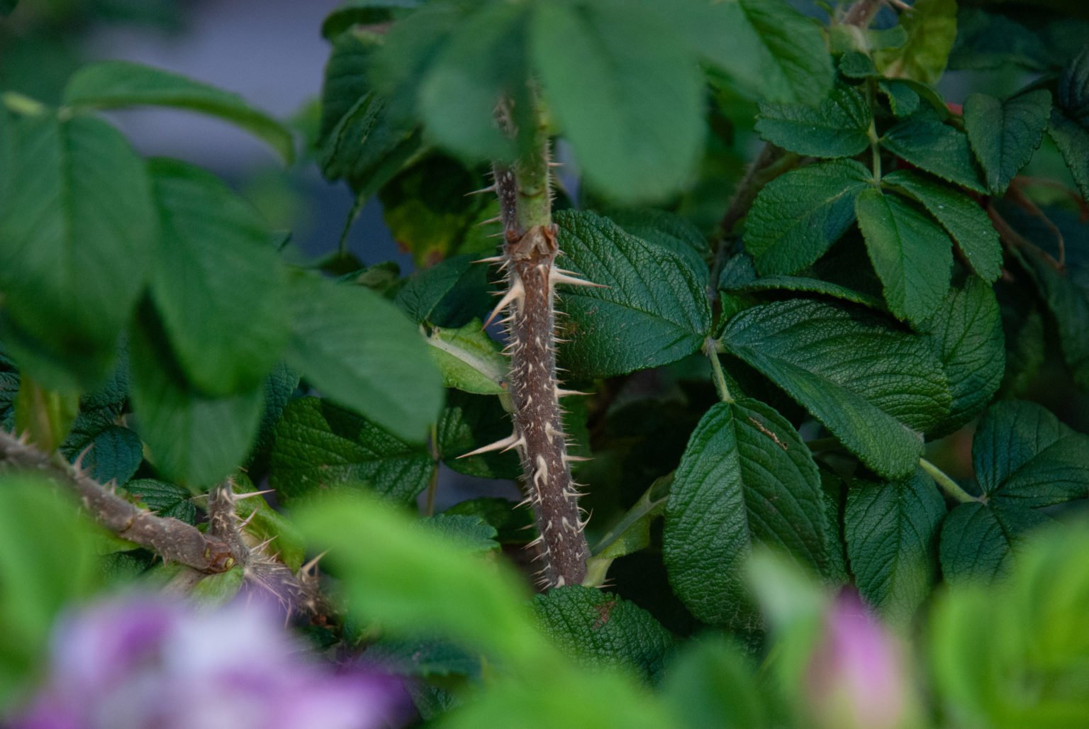La Botanica di BAM: nessuna rosa ha le spine!