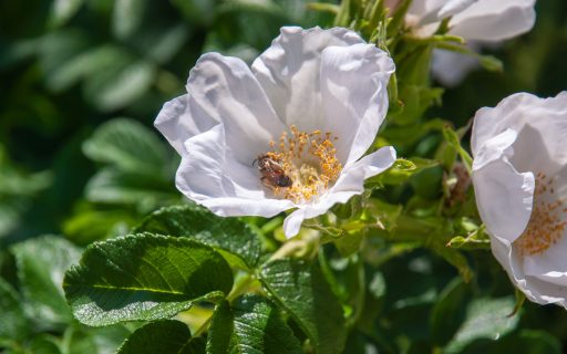La Botanica di BAM | Il roseto segreto: tutta la vita che ruota attorno